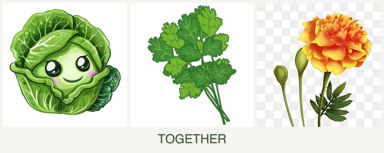 Can you plant cabbage, cilantro and marigolds together?