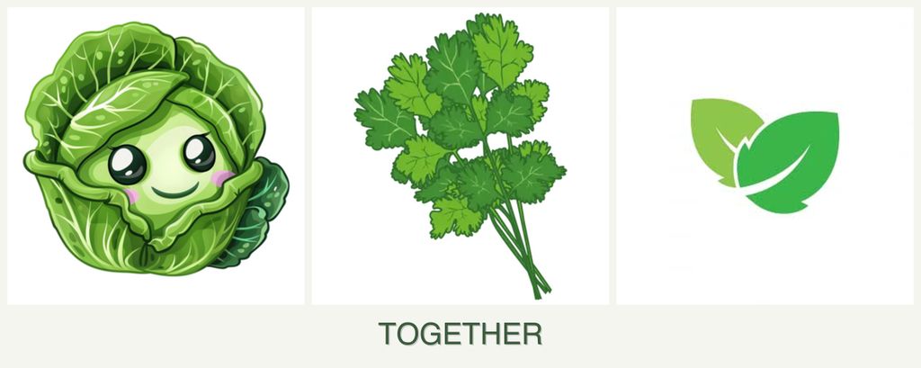Can you plant cabbage, cilantro and mint together?
