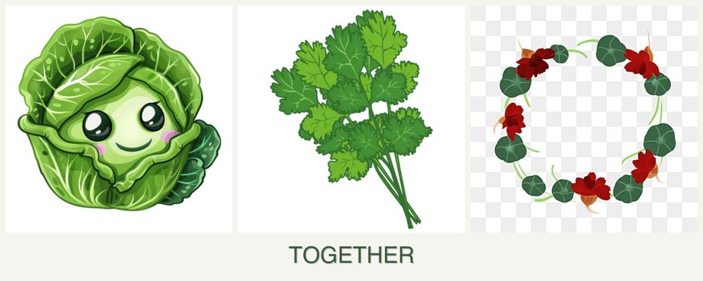 Can you plant cabbage, cilantro and nasturtiums together?