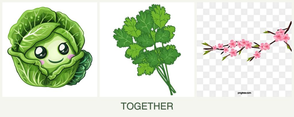 Can you plant cabbage, cilantro and peaches together?