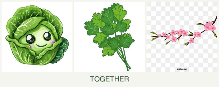 Can you plant cabbage, cilantro and peaches together?