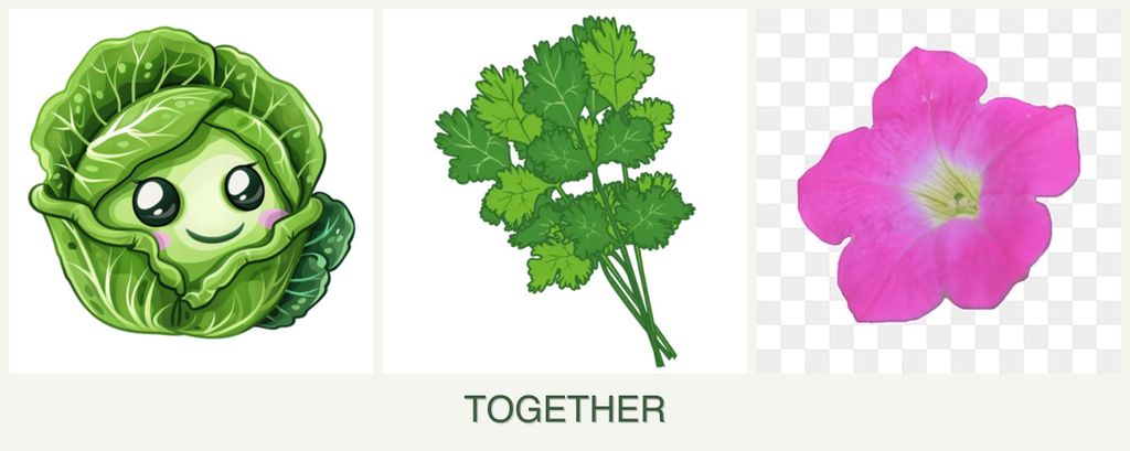 Can you plant cabbage, cilantro and petunias together?