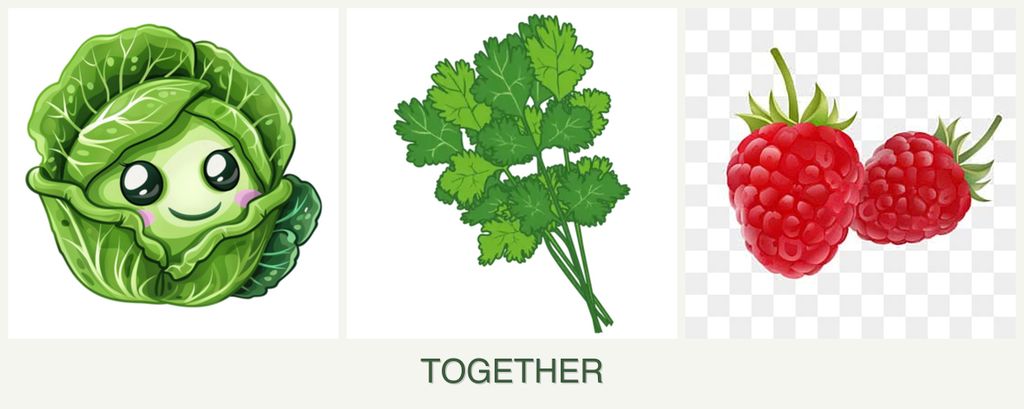 Can you plant cabbage, cilantro and raspberries together?