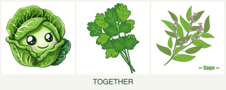 Can you plant cabbage, cilantro and sage together?