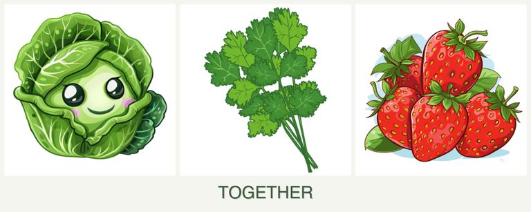 Can you plant cabbage, cilantro and strawberries together?