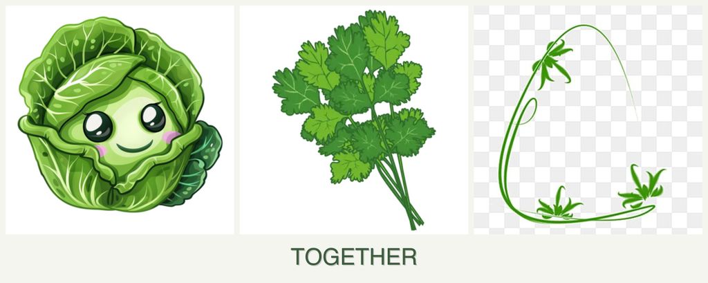 Can you plant cabbage, cilantro and tarragon together?
