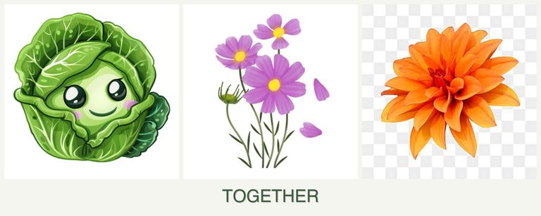 Can you plant cabbage, cosmos and dahlias together?