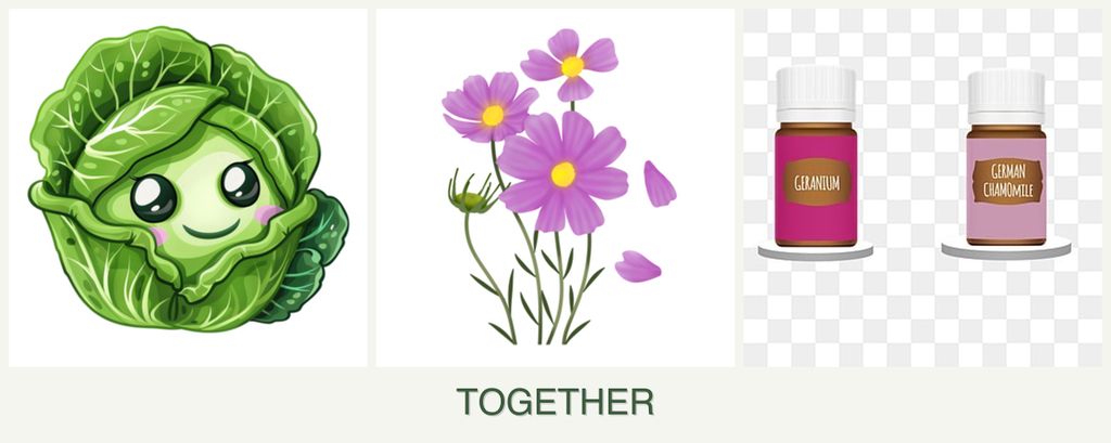 Can you plant cabbage, cosmos and geraniums together?