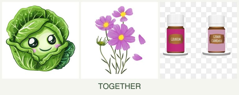 Can you plant cabbage, cosmos and geraniums together?
