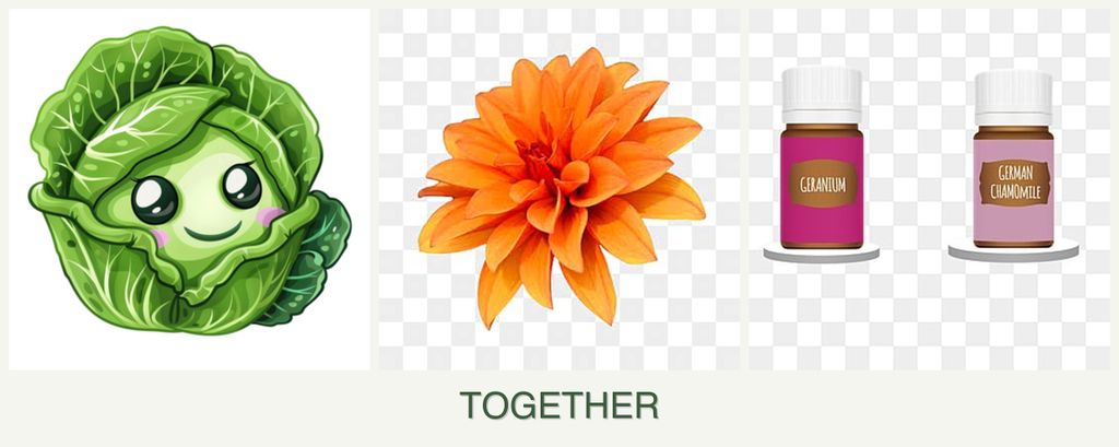 Can you plant cabbage, dahlias and geraniums together?