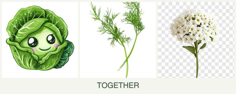 Can you plant cabbage, dill and alyssum together?