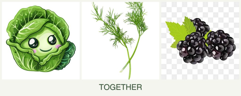 Can you plant cabbage, dill and blackberries together?