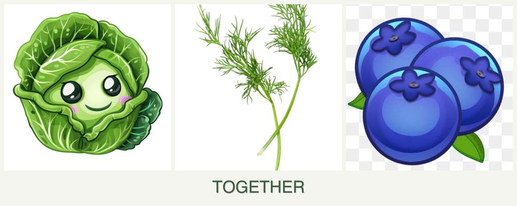 Can you plant cabbage, dill and blueberries together?