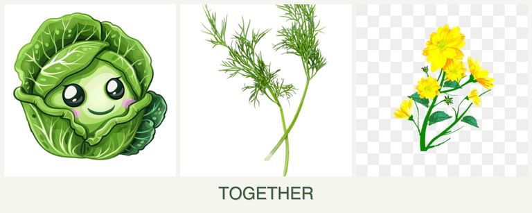 Can you plant cabbage, dill and calendula together?