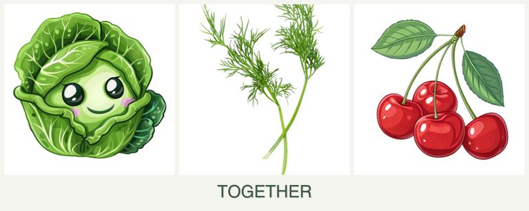 Can you plant cabbage, dill and cherries together?