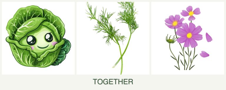 Can you plant cabbage, dill and cosmos together?