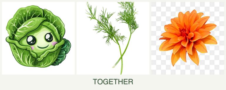 Can you plant cabbage, dill and dahlias together?