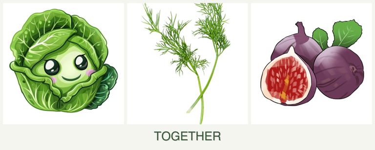 Can you plant cabbage, dill and figs together?