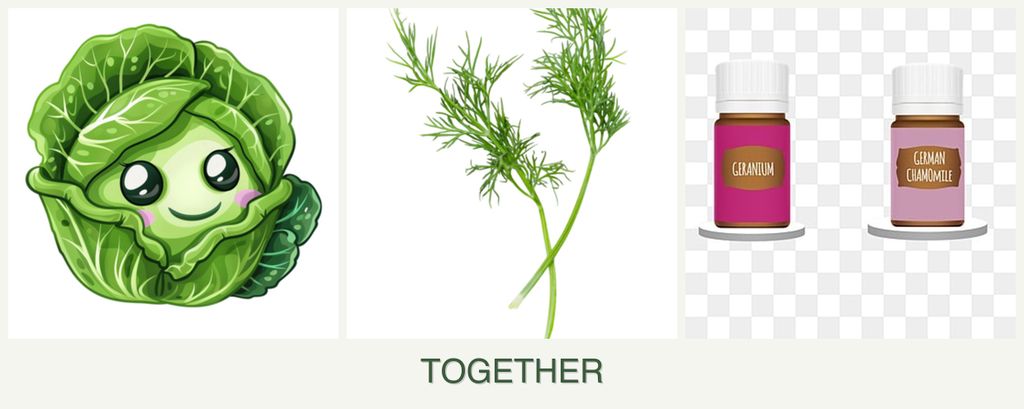 Can you plant cabbage, dill and geraniums together?