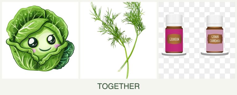 Can you plant cabbage, dill and geraniums together?