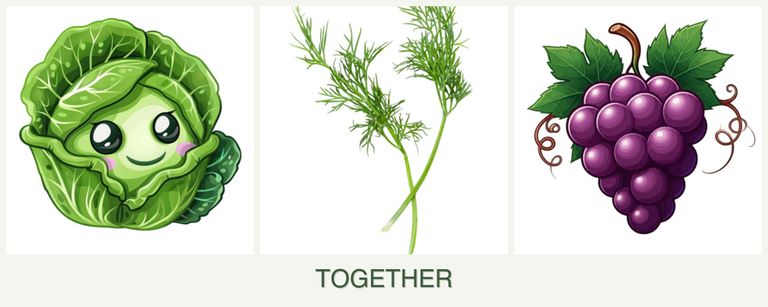 Can you plant cabbage, dill and grapes together?