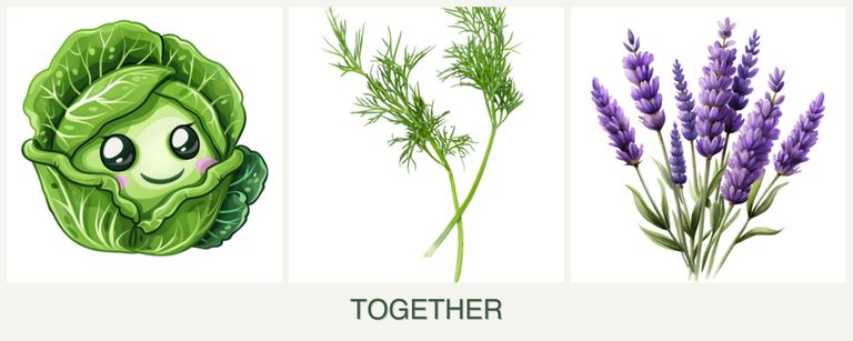 Can you plant cabbage, dill and lavender together?