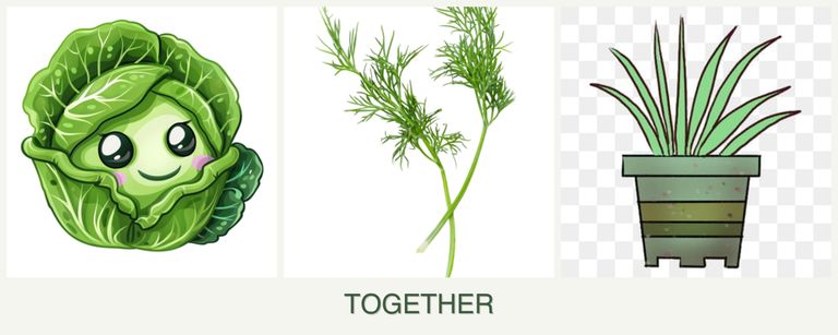 Can you plant cabbage, dill and lemongrass together?