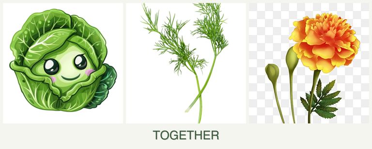 Can you plant cabbage, dill and marigolds together?