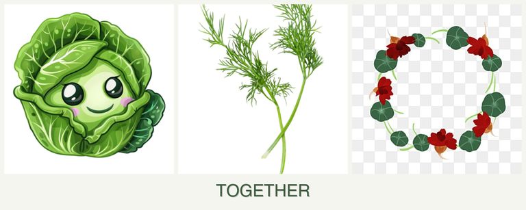 Can you plant cabbage, dill and nasturtiums together?
