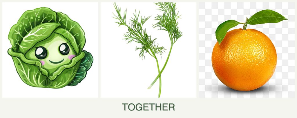 Can you plant cabbage, dill and oranges together?