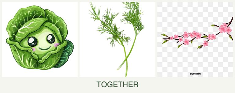 Can you plant cabbage, dill and peaches together?
