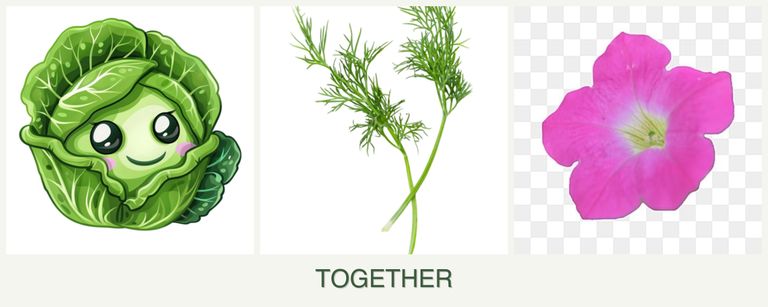 Can you plant cabbage, dill and petunias together?