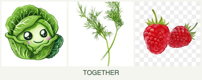 Can you plant cabbage, dill and raspberries together?