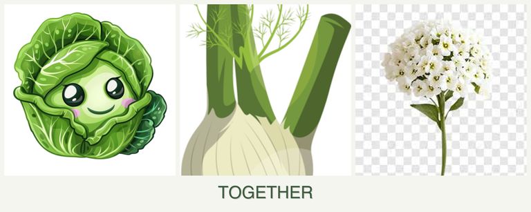 Can you plant cabbage, fennel and alyssum together?