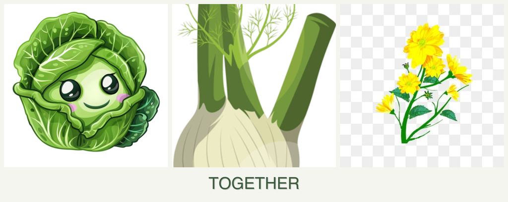 Can you plant cabbage, fennel and calendula together?