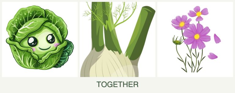 Can you plant cabbage, fennel and cosmos together?
