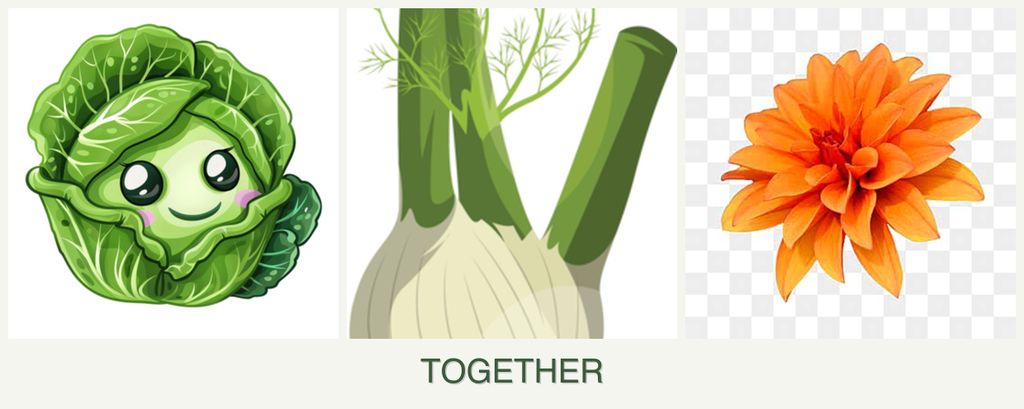 Can you plant cabbage, fennel and dahlias together?