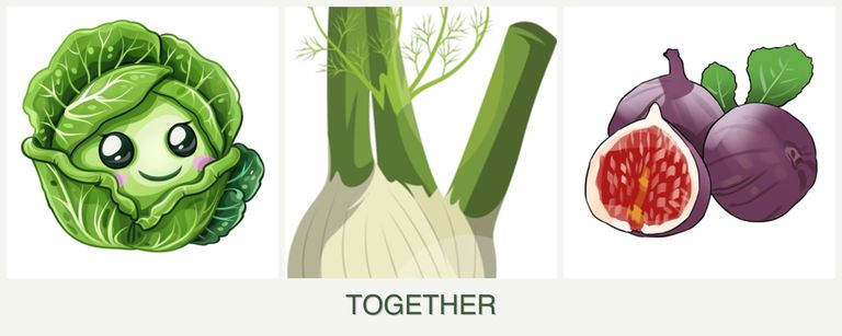 Can you plant cabbage, fennel and figs together?