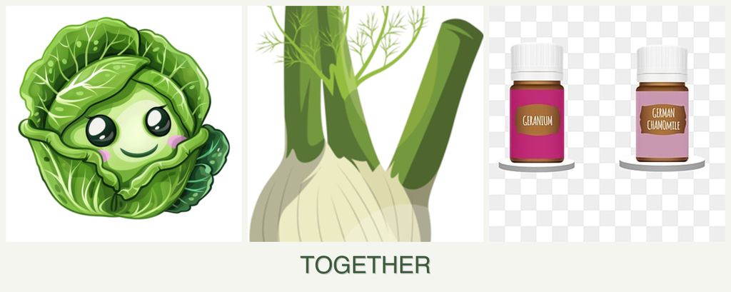 Can you plant cabbage, fennel and geraniums together?