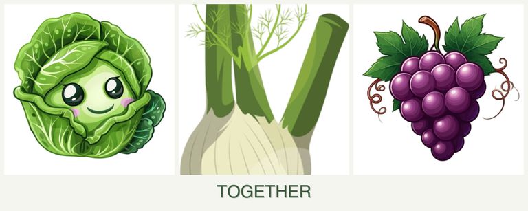 Can you plant cabbage, fennel and grapes together?