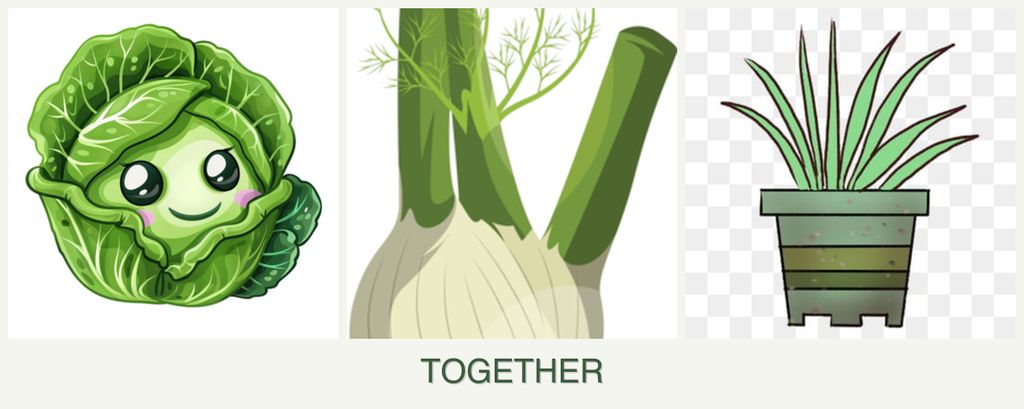 Can you plant cabbage, fennel and lemongrass together?