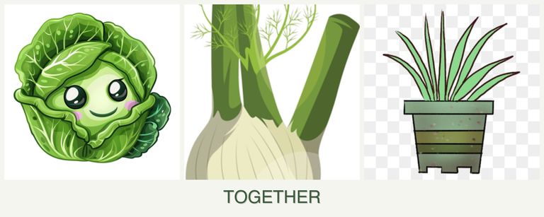 Can you plant cabbage, fennel and lemongrass together?