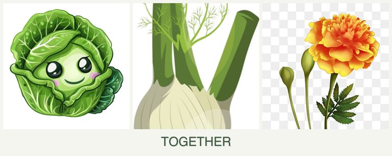 Can you plant cabbage, fennel and marigolds together?