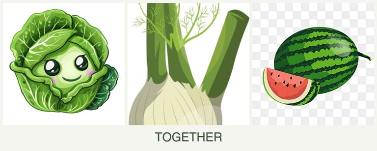 Can you plant cabbage, fennel and melons together?