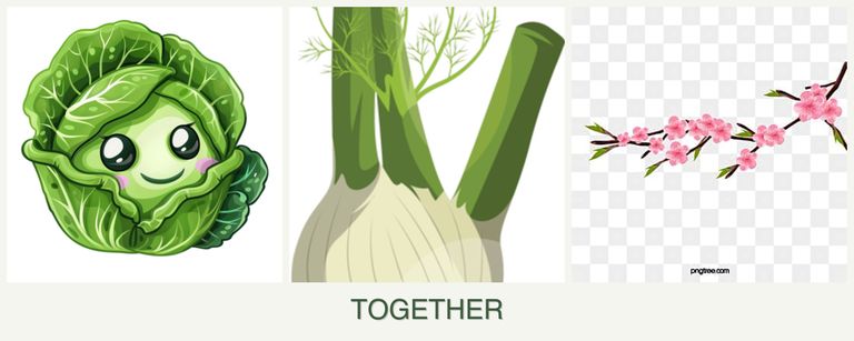 Can you plant cabbage, fennel and peaches together?