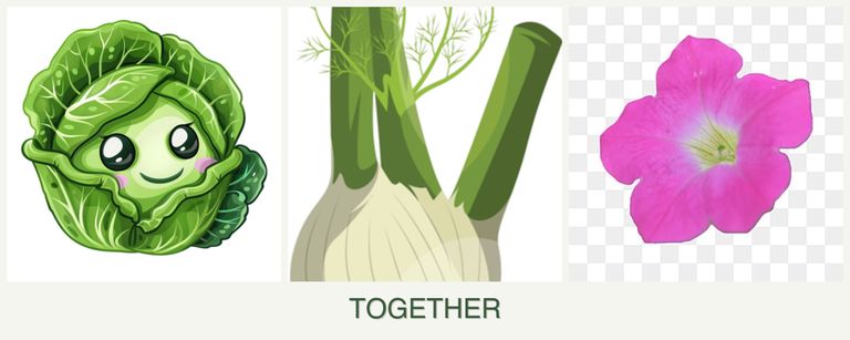 Can you plant cabbage, fennel and petunias together?