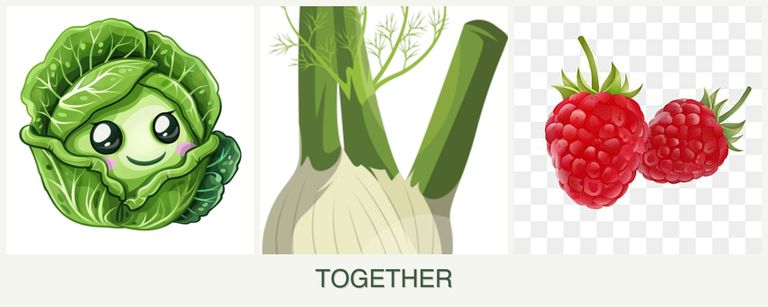 Can you plant cabbage, fennel and raspberries together?