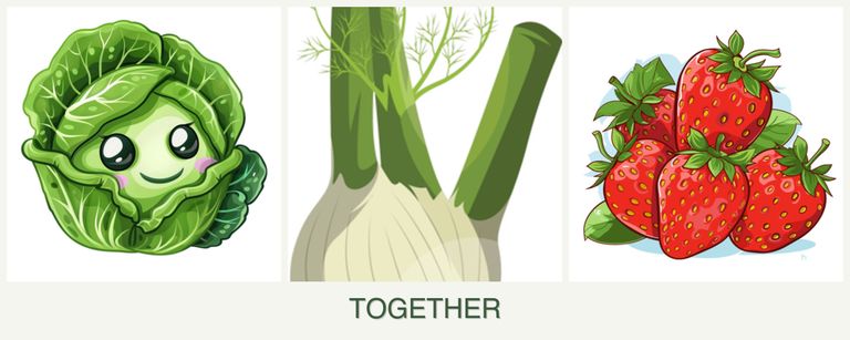 Can you plant cabbage, fennel and strawberries together?