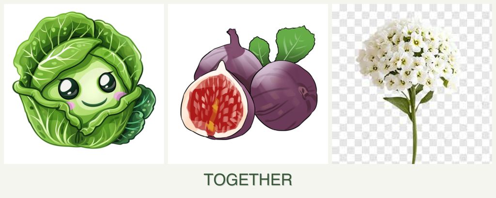 Can you plant cabbage, figs and alyssum together?