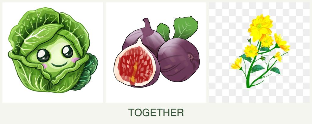 Can you plant cabbage, figs and calendula together?